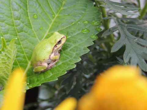 梅雨