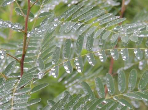 雨