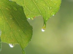 雨漏りに過大な期待