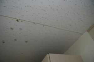 雨漏りサインを見逃すな!カビとシミは屋根劣化の警告。放置厳禁の危険性