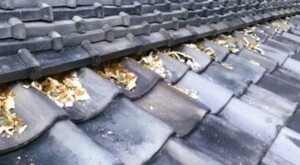 漆喰は瓦屋根材を固定し雨水の侵入を防ぐ重要な役割の為劣化放置は危険《横浜市西区》